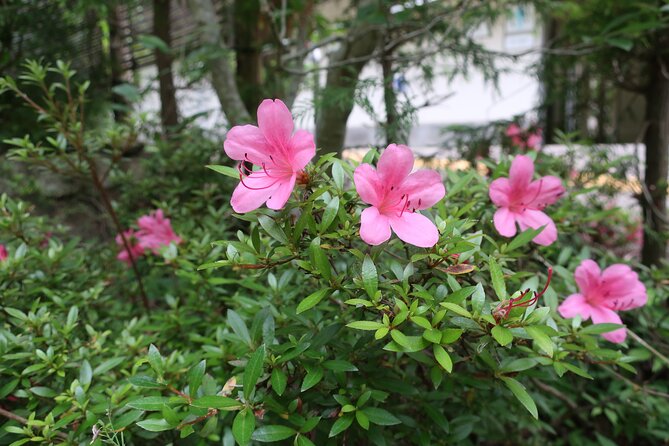 Minoh Waterfall and nature walk through the Minoh Park - Japanese lunch in a place you might miss alone