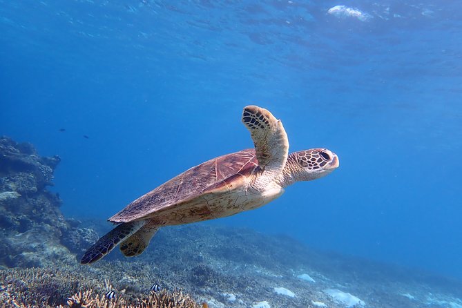[Miyako Island/Half Day] Sea Turtle Snorkeling - Key points to know before booking