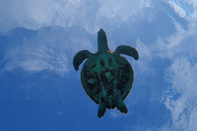 [Miyako Island/Half Day] Sea Turtle Snorkeling - The guides are a major part of the value