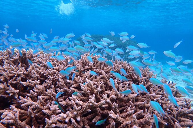 [Miyako Island/Half Day] Sea Turtle Snorkeling - What the $45.76 price really includes