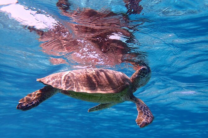 [Miyako Island/Half Day] Sea Turtle Snorkeling - Safety rules, age limits, and physical demands