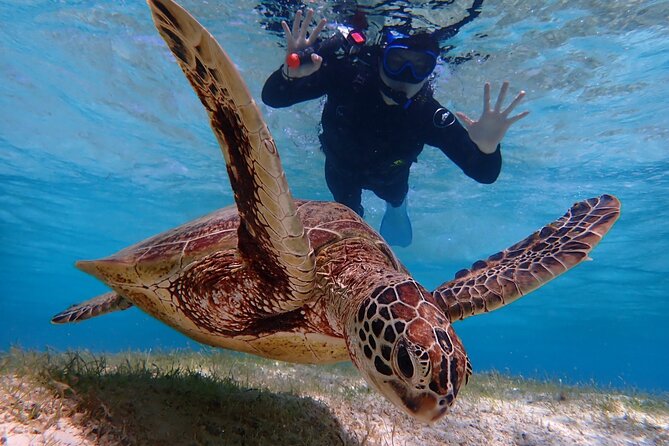 [Miyako Island/Half Day] Sea Turtle Snorkeling - Language and group size