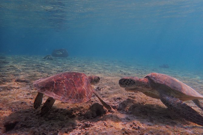 [Miyako Island/Half Day] Sea Turtle Snorkeling - The 90-minute schedule and what each stage means