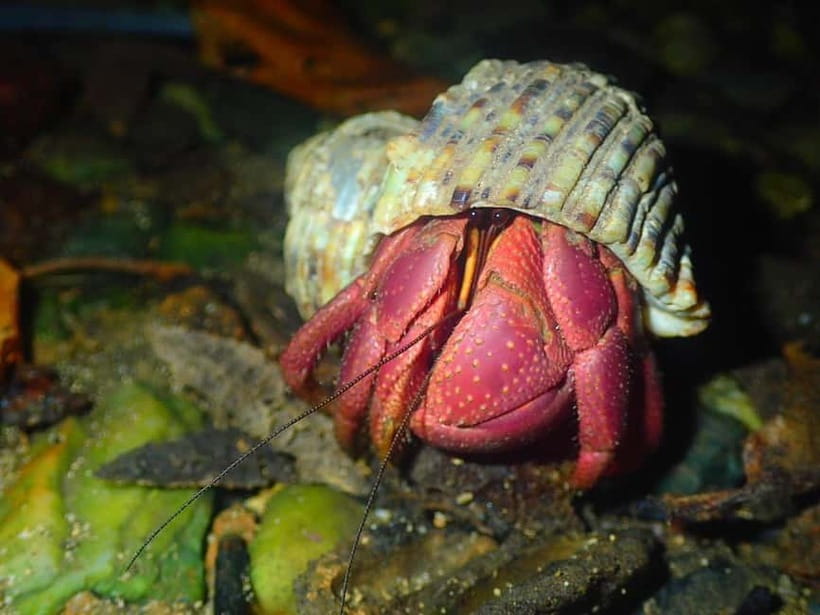 Miyako Island: Stars & Jungle Night Walking Tour - Why Miyakojima is worth seeing after dark