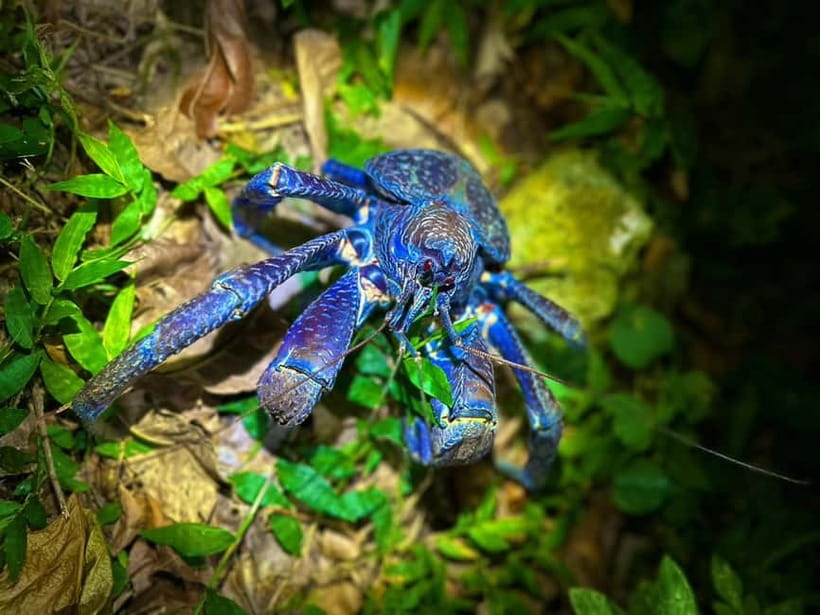 Miyako Island: Stars & Jungle Night Walking Tour - The one-hour search through the night forest