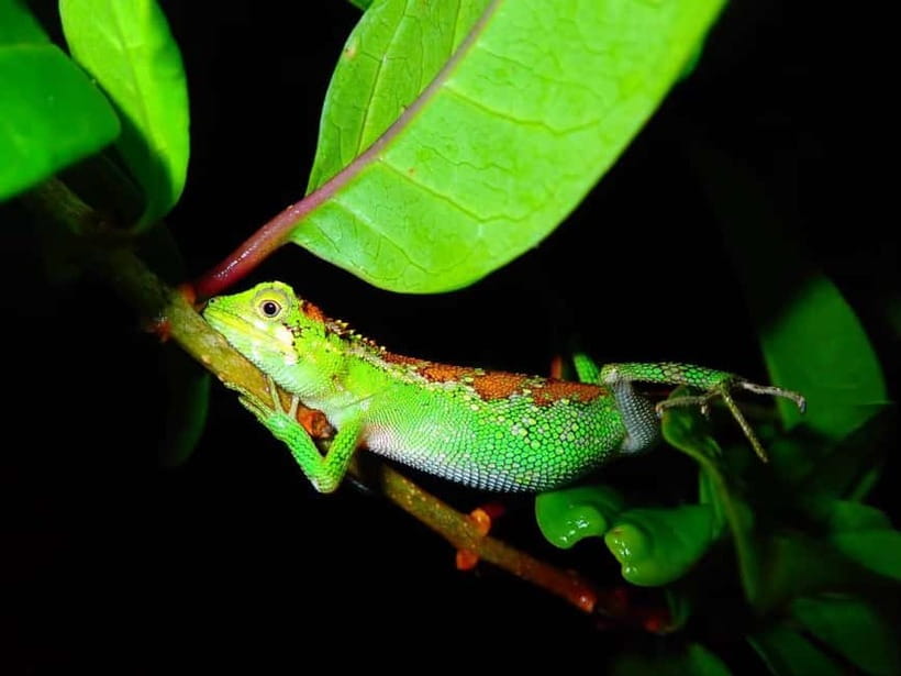 Miyako Island: Stars & Jungle Night Walking Tour - Stargazing depends on the moon and clouds