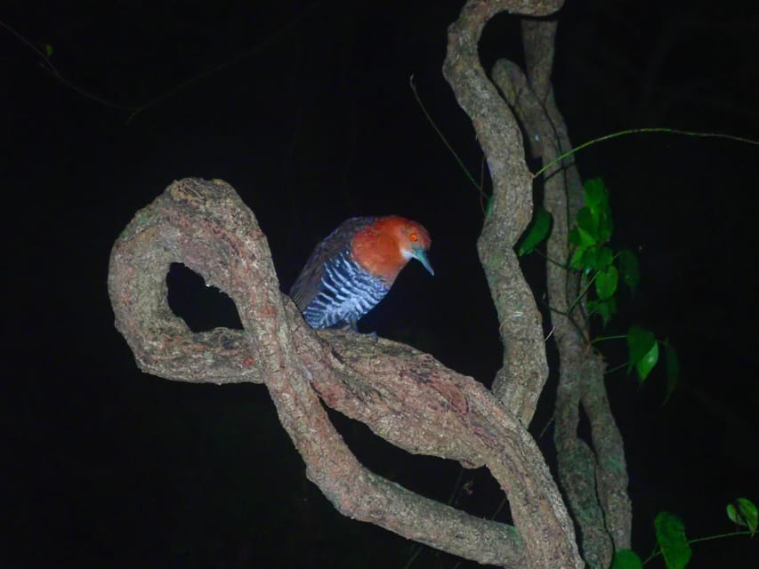 Miyako Island: Stars & Jungle Night Walking Tour - Weather, comfort, and safety in the dark