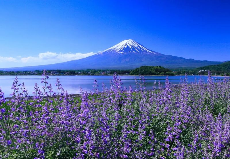 Mount Fuji Day Trip: Includes Kawaguchiko Tenjozan Park Ropeway Ticket & Arakurayama Sengen Park & Nichikawa Clock Shop & Lawson Convenience Store & Oishi Park (Departing from Tokyo) - Climbing to the Chureito Pagoda view