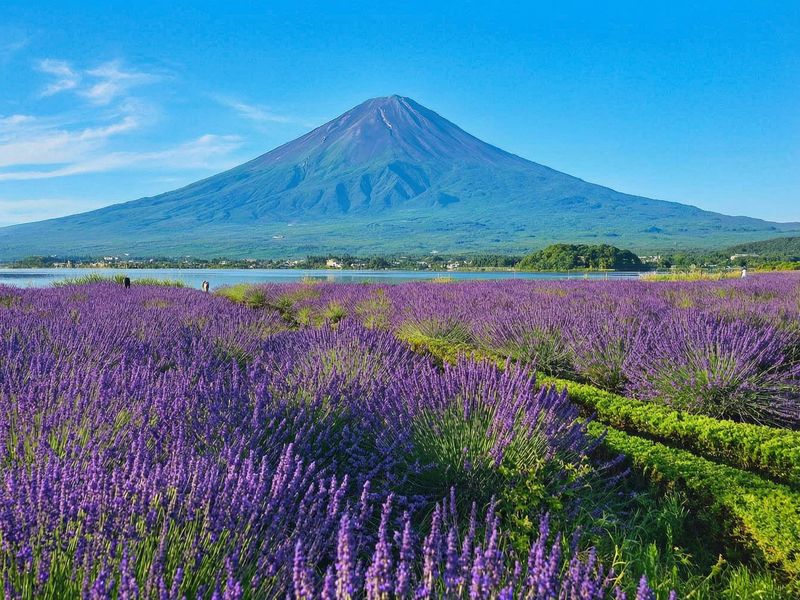 【Mount Fuji Magnificent Scenery Exploration Day Tour】Arakurayama Sengen Park & Kawaguchiko Oishi Park & Oshino Hakkai & INS Famous Lawson & Hikawa Clock Shop (Departing from Tokyo) - Lunch: plan ahead and save your time