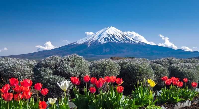 【Mount Fuji Magnificent Scenery Exploration Day Tour】Arakurayama Sengen Park & Kawaguchiko Oishi Park & Oshino Hakkai & INS Famous Lawson & Hikawa Clock Shop (Departing from Tokyo) - Arakurayama Sengen Park and the Chureito Pagoda