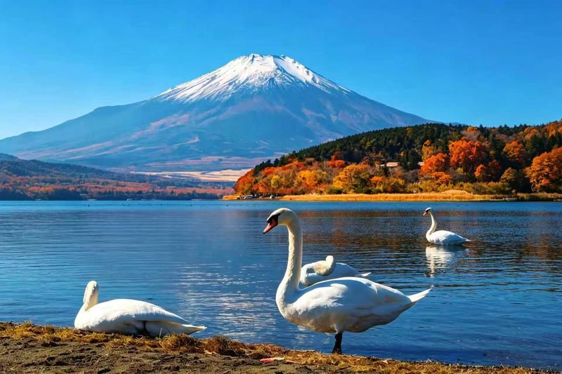 Mount Fuji Six Scenic Spots One-Day Tour: Arakurayama Sengen Park, Hikawa Clock Shop, Oshino Hakkai, Lake Kawaguchiko, Lawson Convenience Store, Lake Yamanakako Swan Feeding (Departing from Tokyo/Shinjuku) - A long day made simpler by the bus