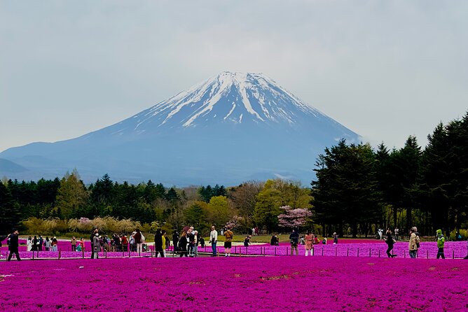 Mt. Fuji, Cherry Blossom & Shiba Sakura Pvt. Day Tour - The five things to know before booking