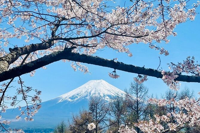 Mt. Fuji, Cherry Blossom & Shiba Sakura Pvt. Day Tour - A private ride from Tokyo changes the whole day