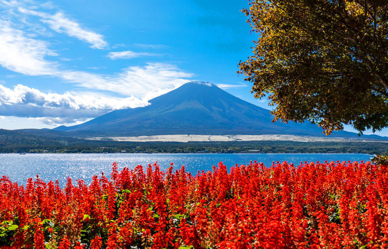 Mt. Fuji Instagram-Worthy Spots Day Tour: Ladder Town, Oshino Hakkai, Lake Kawaguchi, Lawson Convenience Store (Departing from Tokyo Station or Shinjuku Station) - Guide style, timing, and practical choices