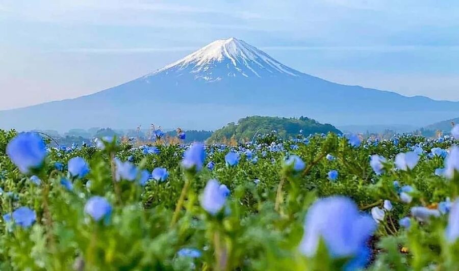 Mt. Fuji & Lake Kawaguchiko Ropeway Panorama Full-Day Tour - Leaving Tokyo for Fuji country