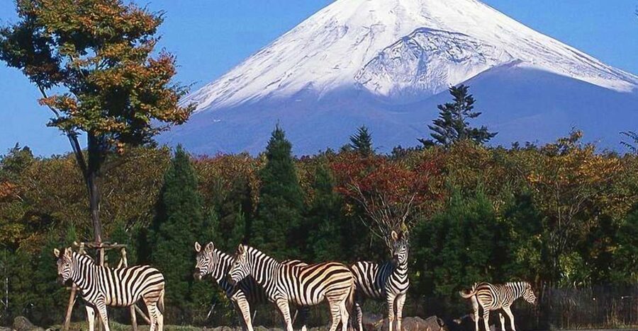 Mt Fuji : Private 10-Hour Luxury Tour by Exclusive Car - Lake Kawaguchiko and the Fuji Five Lakes