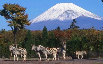 Mt Fuji : Private 10-Hour Luxury Tour by Exclusive Car