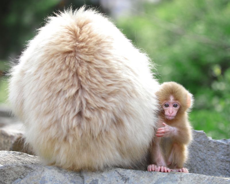 Nagano: 1-Day Snow Monkey & Cherry Blossom Tour in Spring - Key points at a glance