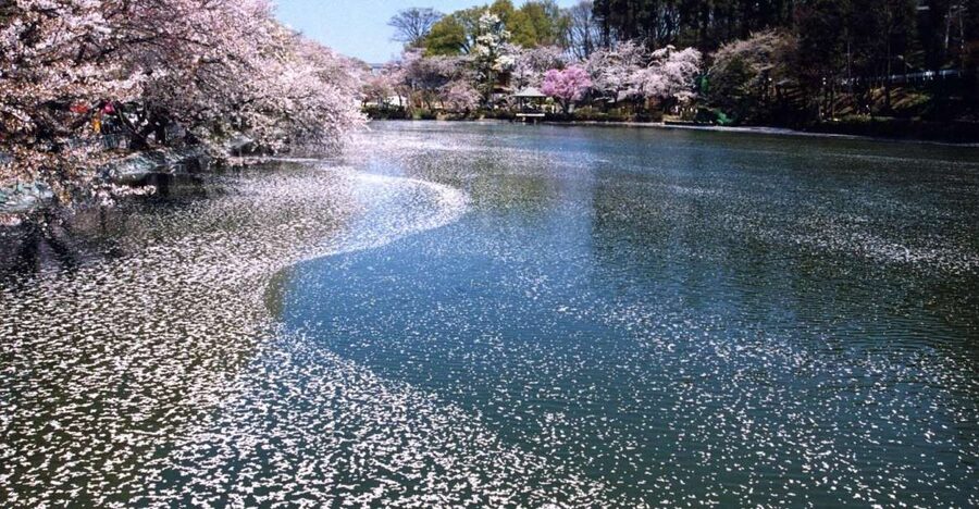 Nagano: 1-Day Snow Monkey & Cherry Blossom Tour in Spring - Why this Nagano day trip works