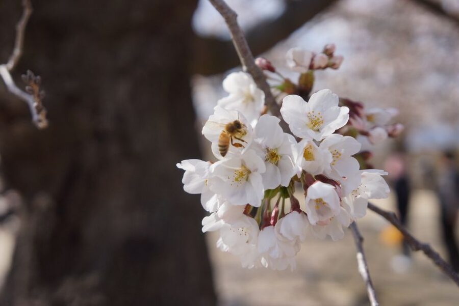 Nagano: 1-Day Snow Monkey & Cherry Blossom Tour in Spring - The walk to Jigokudani Monkey Park