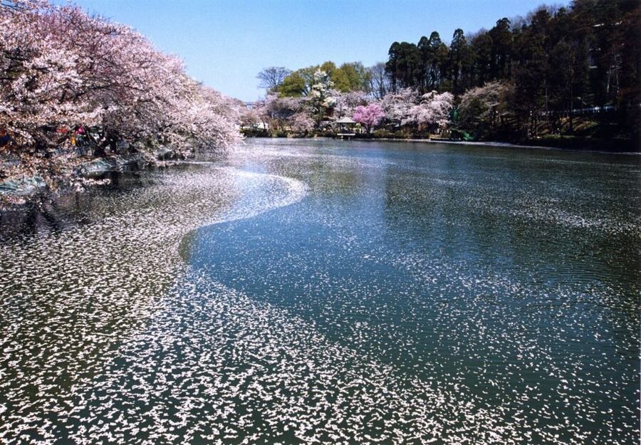 Nagano: 1-Day Snow Monkey & Cherry Blossom Tour in Spring - Guides, group size, and the pace