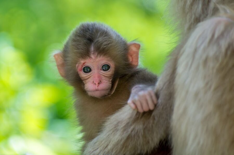 Nagano: 1-Day Snow Monkey & Cherry Blossom Tour in Spring - Meeting the group at Nagano Station