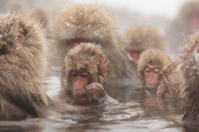 Nagano Snow Monkey 1 Day Tour with Beef Sukiyaki Lunch from Tokyo - Key points before you book