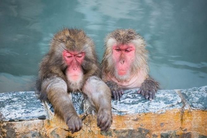 Nagano Snow Monkey 1 Day Tour with Beef Sukiyaki Lunch from Tokyo - The long ride from Shinjuku to Nagano
