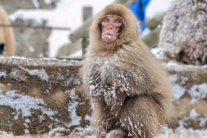Nagano Snow Monkey 1 Day Tour with Beef Sukiyaki Lunch from Tokyo - The snowy walk to Jigokudani Monkey Park