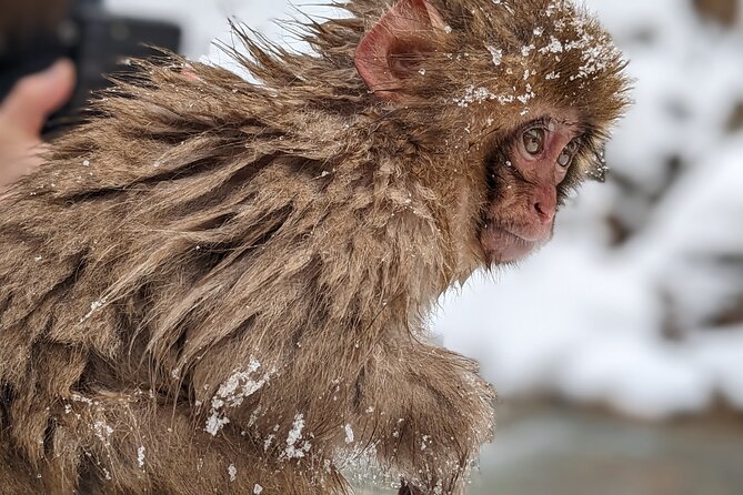 Nagano Snow Monkey 1 Day Tour with Beef Sukiyaki Lunch from Tokyo - Watching the Japanese macaques