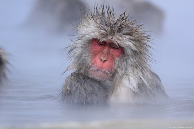 Nagano Snow Monkey 1 Day Tour with Beef Sukiyaki Lunch from Tokyo - What the 13-hour schedule feels like