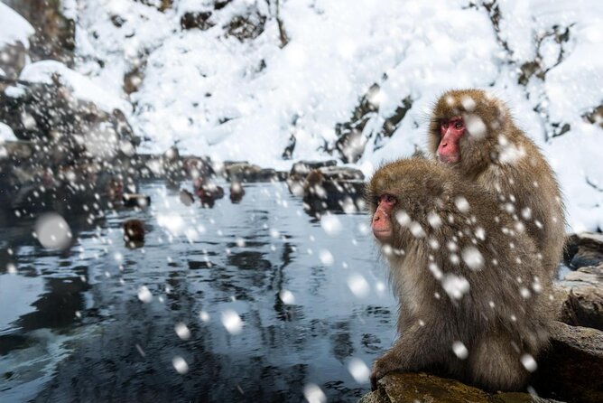 Nagano Snow Monkey 1 Day Tour with Beef Sukiyaki Lunch from Tokyo - Who should book this experience