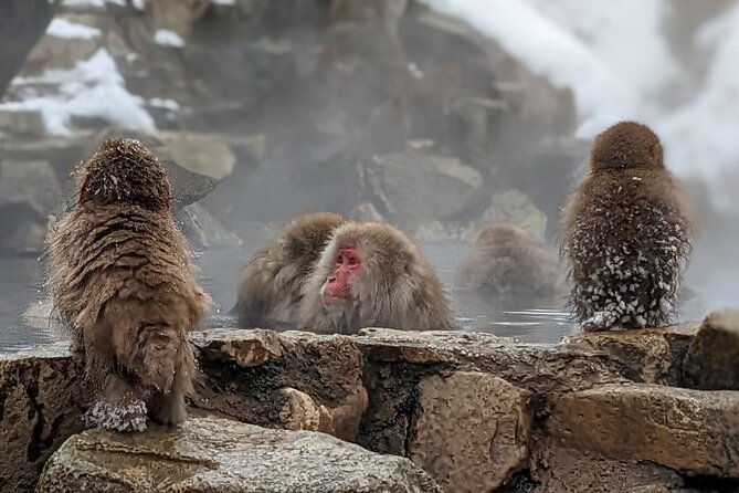 Nagano Snow Monkey 1 Day Tour with Beef Sukiyaki Lunch from Tokyo - Shinshu Fruitsland and the sukiyaki lunch
