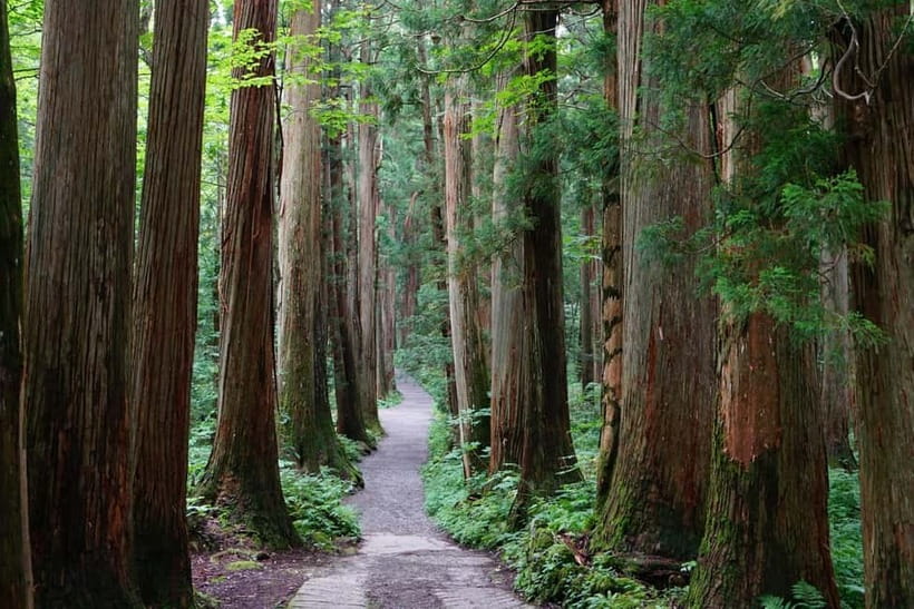 Nagano: Snow Monkeys & Togakushi Shrine Two-Spot in-One Day - Walking through Togakushi’s cedar approach