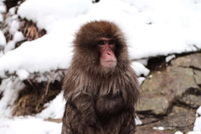 Nagano: Snow Monkeys & Togakushi Shrine Two-Spot in-One Day - What the guides add to the day