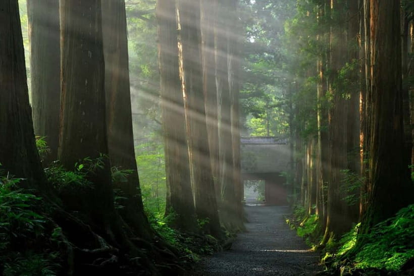 Nagano: Snow Monkeys & Togakushi Shrine Two-Spot in-One Day - Is $202 per person good value?