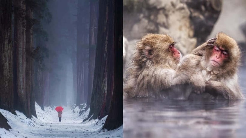 Nagano: Snow Monkeys & Togakushi Shrine Two-Spot in-One Day - The morning at Jigokudani Snow Monkey Park