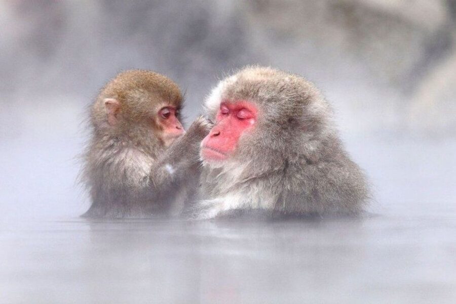 Nagano: Snow Monkeys, Zenkoji Temple & Sake Day Trip - Key points at a glance