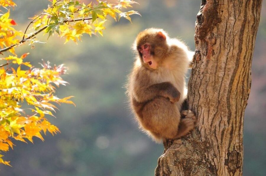 Nagano: Snow Monkeys, Zenkoji Temple & Sake Day Trip - Zenkoji Temple, Nagano’s spiritual center