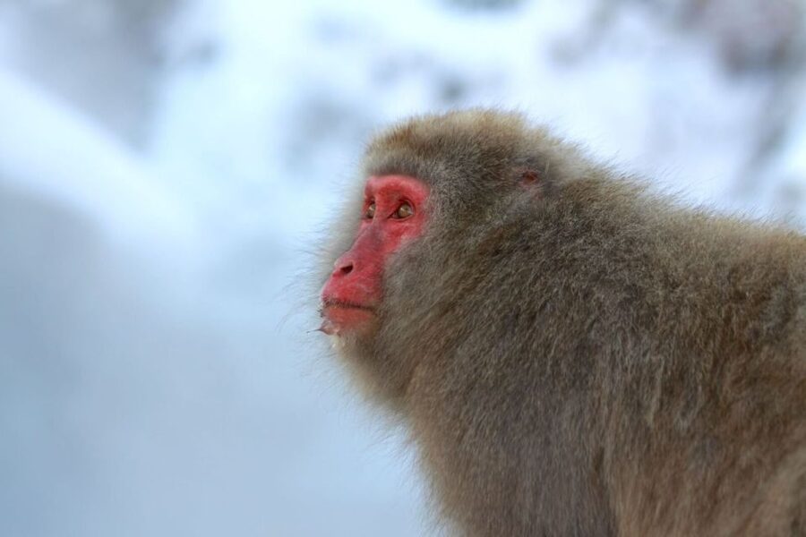 Nagano: Snow Monkeys, Zenkoji Temple & Sake Day Trip - Guide quality and the pace of the day