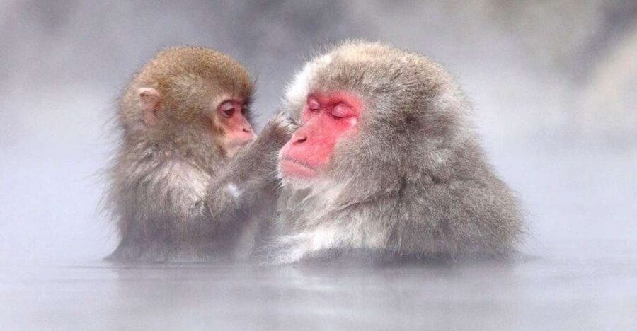 Nagano: Snow Monkeys, Zenkoji Temple & Sake Day Trip - Starting from Nagano Station or Hakuba