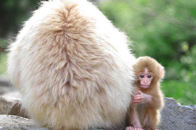Nagano Spring: 1-Day Cherry Blossoms & Snow Monkeys Guided Tour - Afternoon hanami at a location chosen for the flowers