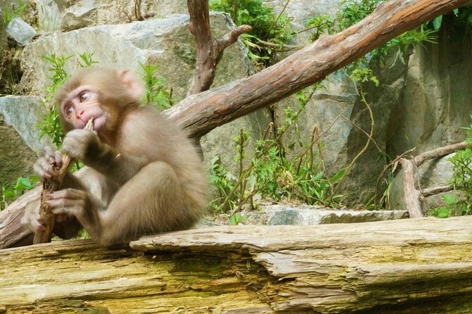 Nagano Spring: 1-Day Cherry Blossoms & Snow Monkeys Guided Tour - What happens if the cherry trees are not blooming
