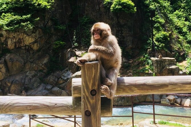 Nagano Spring: 1-Day Cherry Blossoms & Snow Monkeys Guided Tour - Guide quality and the feel of a small group