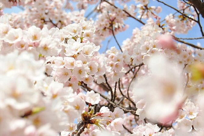 Nagano Spring: 1-Day Cherry Blossoms & Snow Monkeys Guided Tour - Spring changes the famous monkey-bathing scene