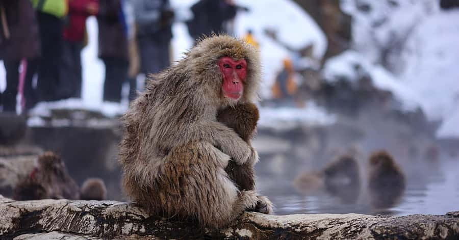 Nagano/Tokyo: Snow Monkey and Zenkoji Temple Private Tour - A very long day from Tokyo to Nagano