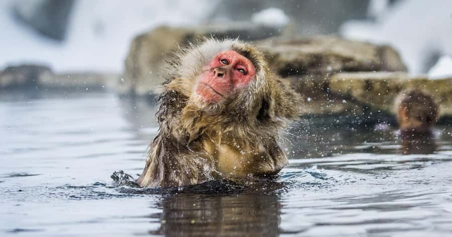 Nagano/Tokyo: Snow Monkey and Zenkoji Temple Private Tour - Guides, communication, and the human side