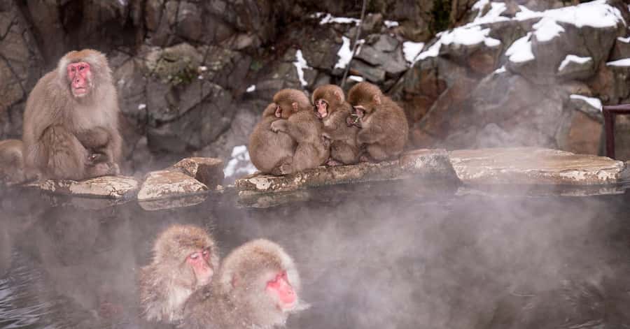 Nagano/Tokyo: Snow Monkey and Zenkoji Temple Private Tour - Jigokudani Monkey Park: the day’s headline stop