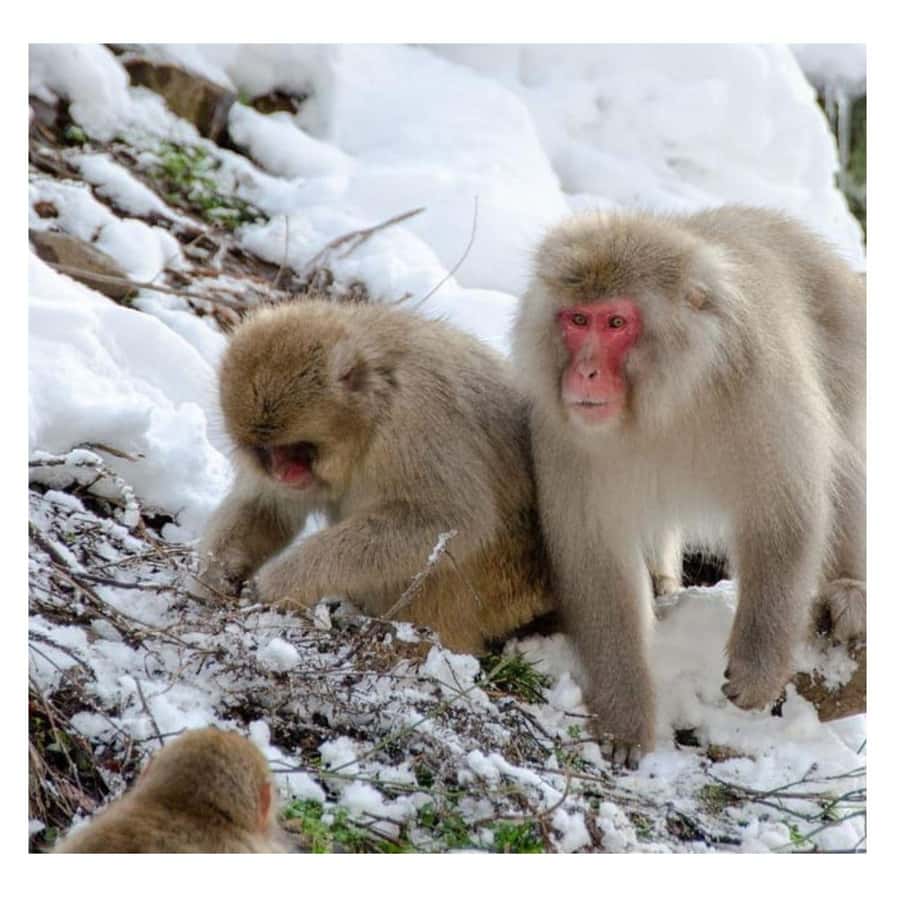 Nagano/Tokyo: Snow Monkey and Zenkoji Temple Private Tour - Obuse and the Hokusai Museum