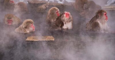 Nagano/Tokyo: Snow Monkey and Zenkoji Temple Private Tour